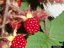 Wineberry